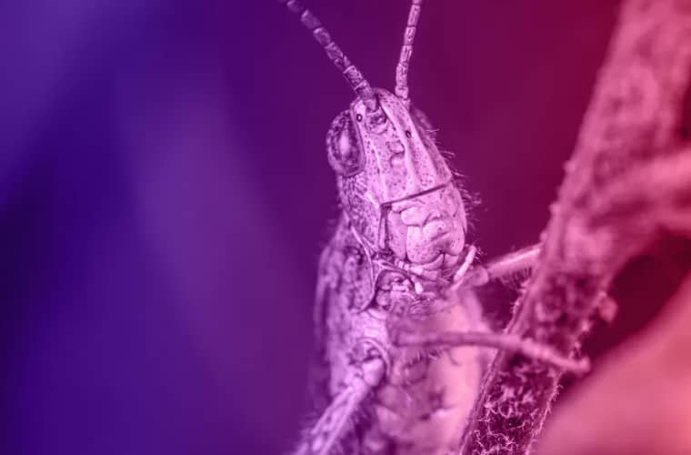 A nightmare scenario for farmers is happening right now 8 nightmare grasshopper 1